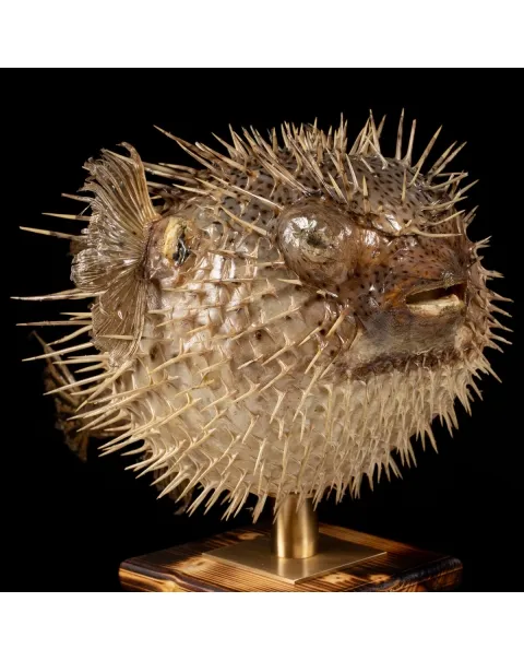 Tetraodontidae sp.