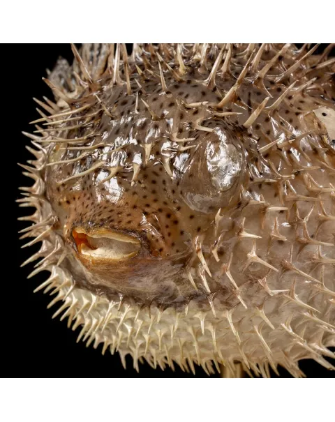 Tetraodontidae sp.