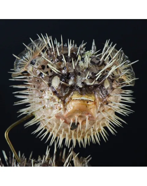 Tetraodontidae sp.