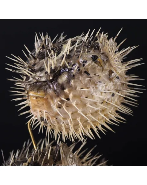 Tetraodontidae sp.