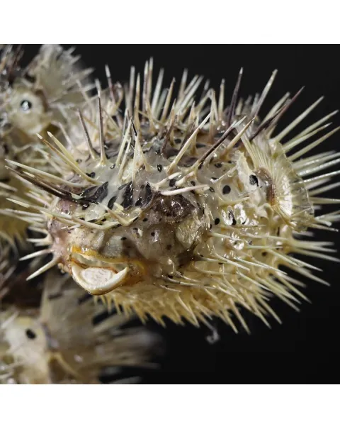 Tetraodontidae sp.