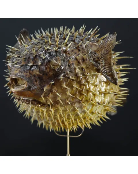 Tetraodontidae sp.