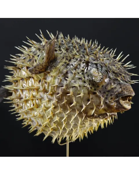 Tetraodontidae sp.