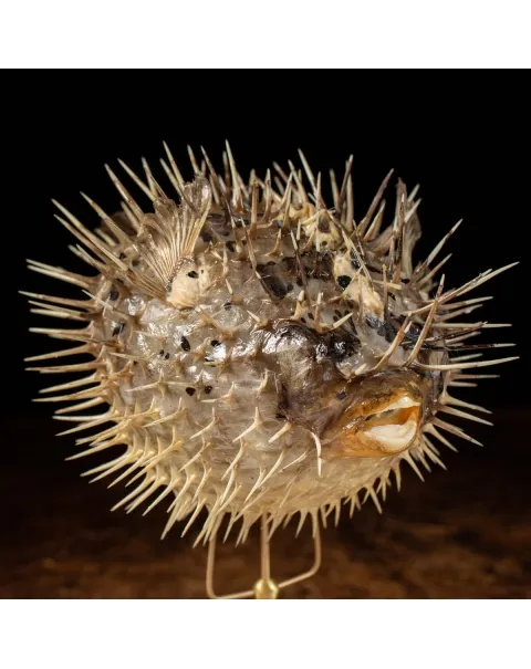 Tetraodontidae sp.