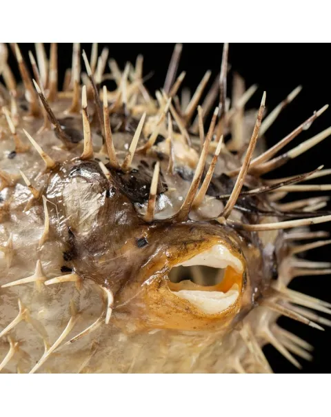 Tetraodontidae sp.