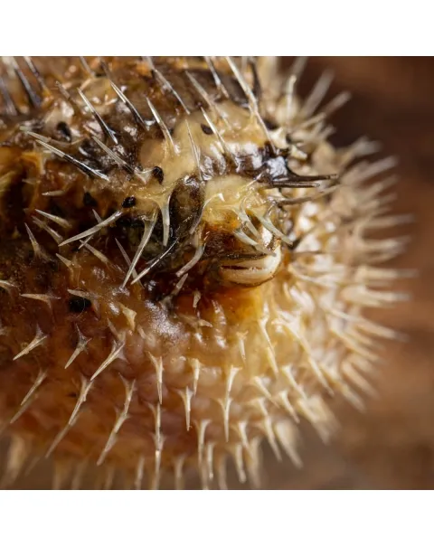 Tetraodontidae sp.