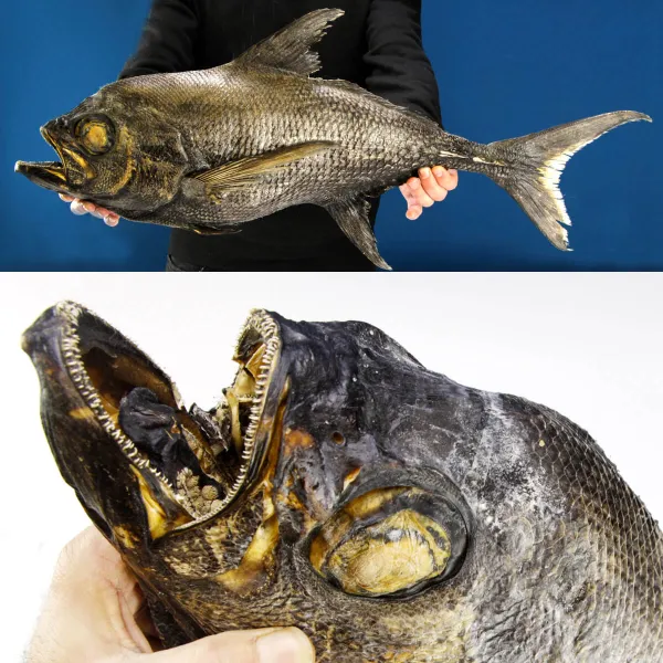 Knifetail Pomfret - Taractes Rubescens