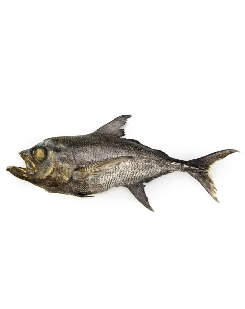 Knifetail Pomfret - Taractes Rubescens