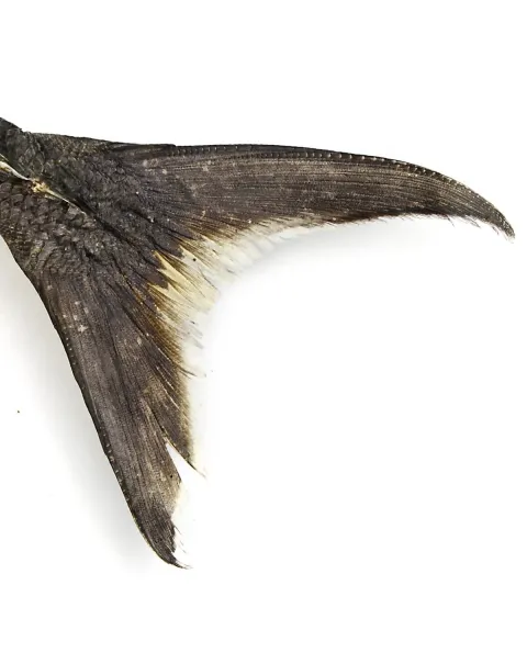 Knifetail Pomfret - Taractes Rubescens