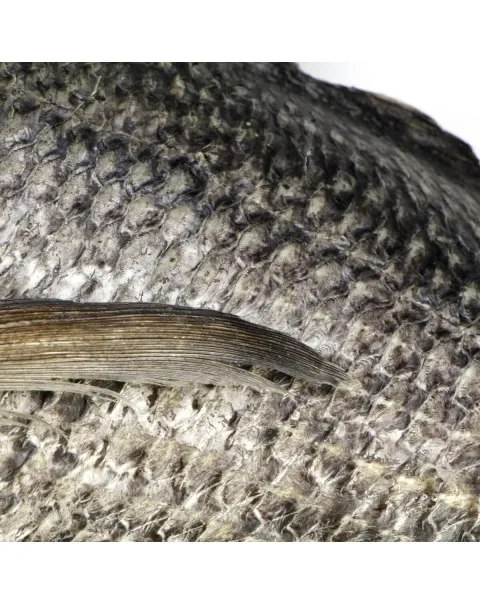 Knifetail Pomfret - Taractes Rubescens