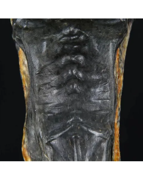 Rana Volante - Rhacophorus Reinwardtii