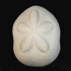 Clypeasteridae - Sand Dollar (9)