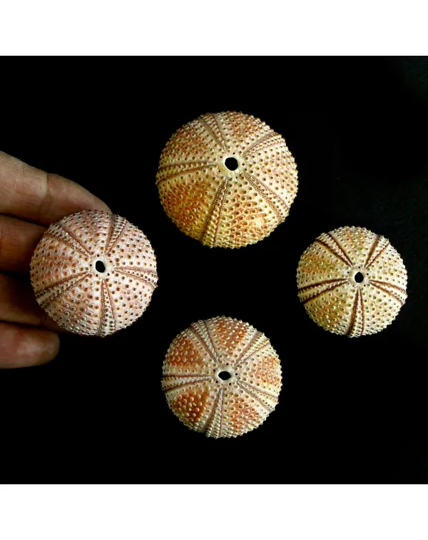 Arbacia Lixula