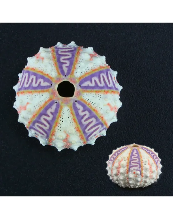 Coelopleurus Interruptus