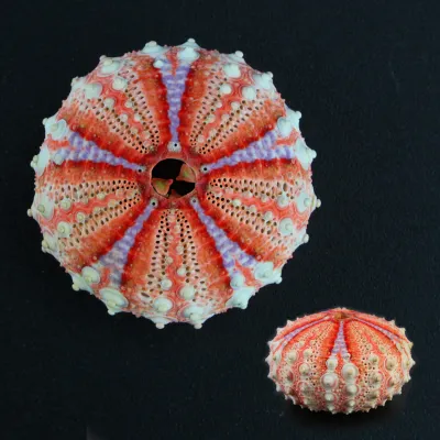 Coelopleurus Interruptus
