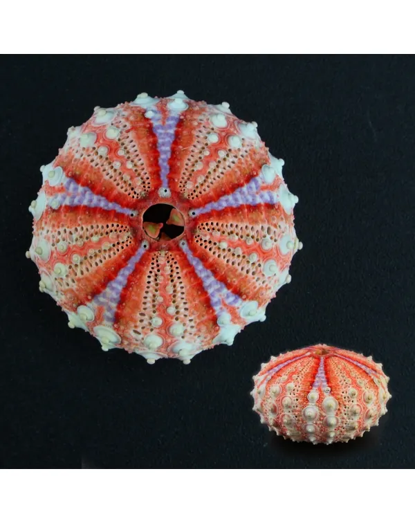 Coelopleurus Interruptus