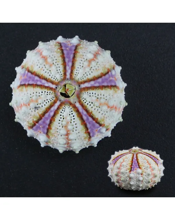Coelopleurus Interruptus