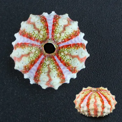 Coelopleurus Interruptus