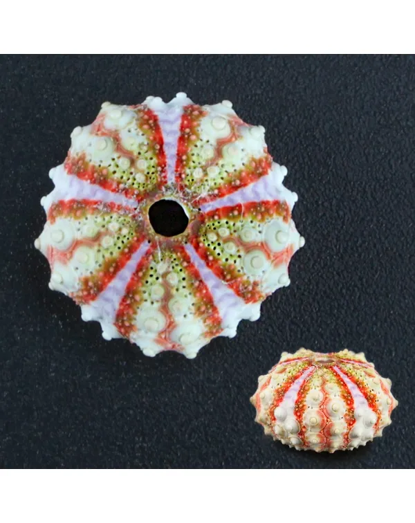 Coelopleurus Interruptus