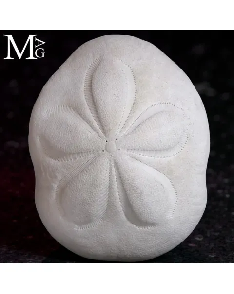 Clypeaster Rosaceus – Sea Biscuit - Sand Dollar.