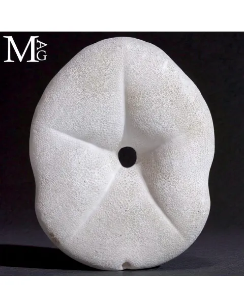 Clypeaster Rosaceus – Sea Biscuit - Sand Dollar.