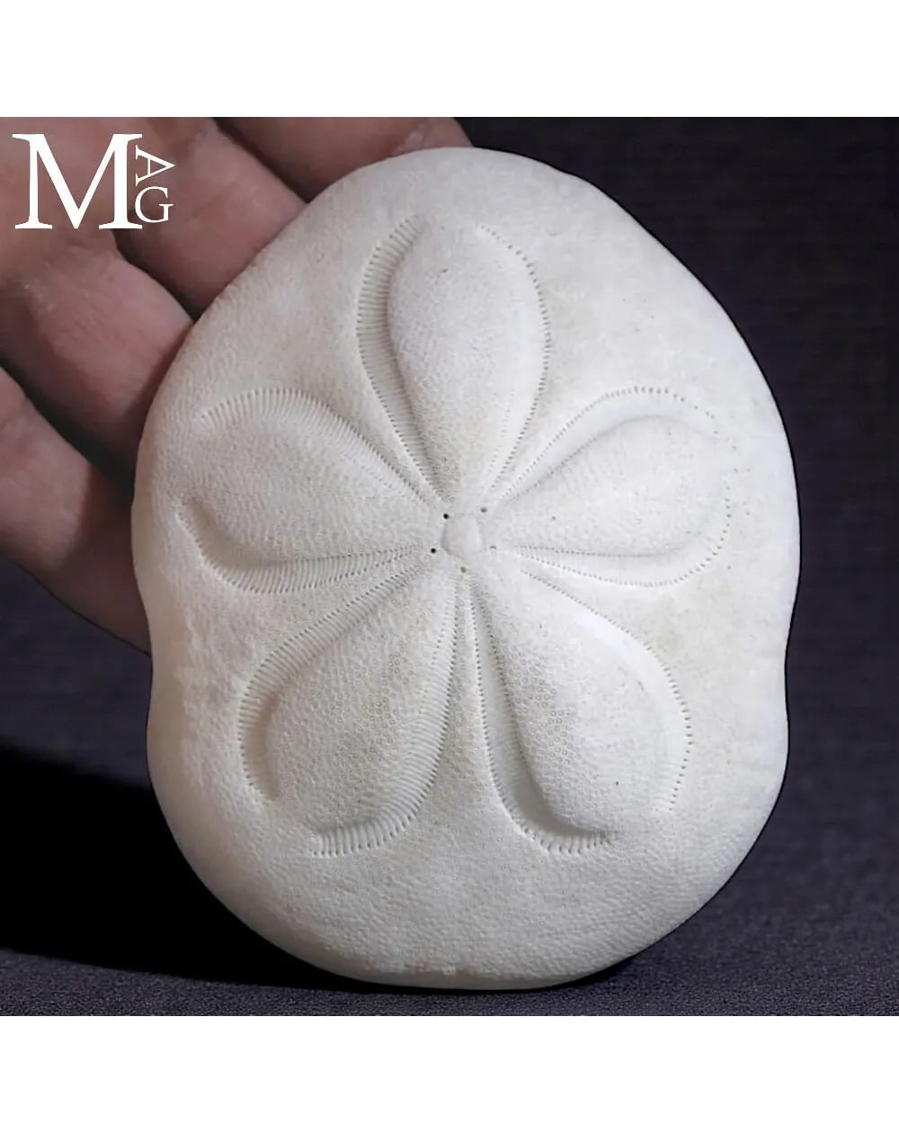 Clypeaster Rosaceus – Sea Biscuit - Sand Dollar.