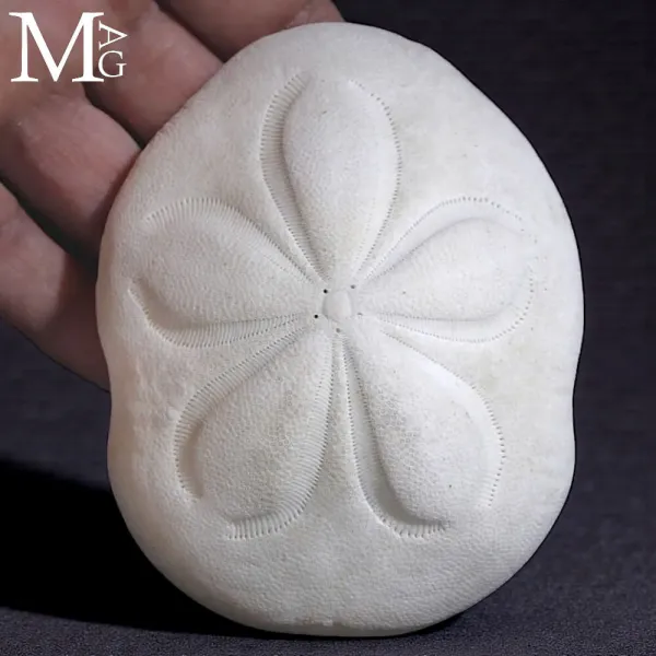 Clypeaster Rosaceus – Sea Biscuit - Sand Dollar.