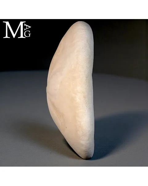 Clypeaster Rosaceus – Sea Biscuit - Sand Dollar