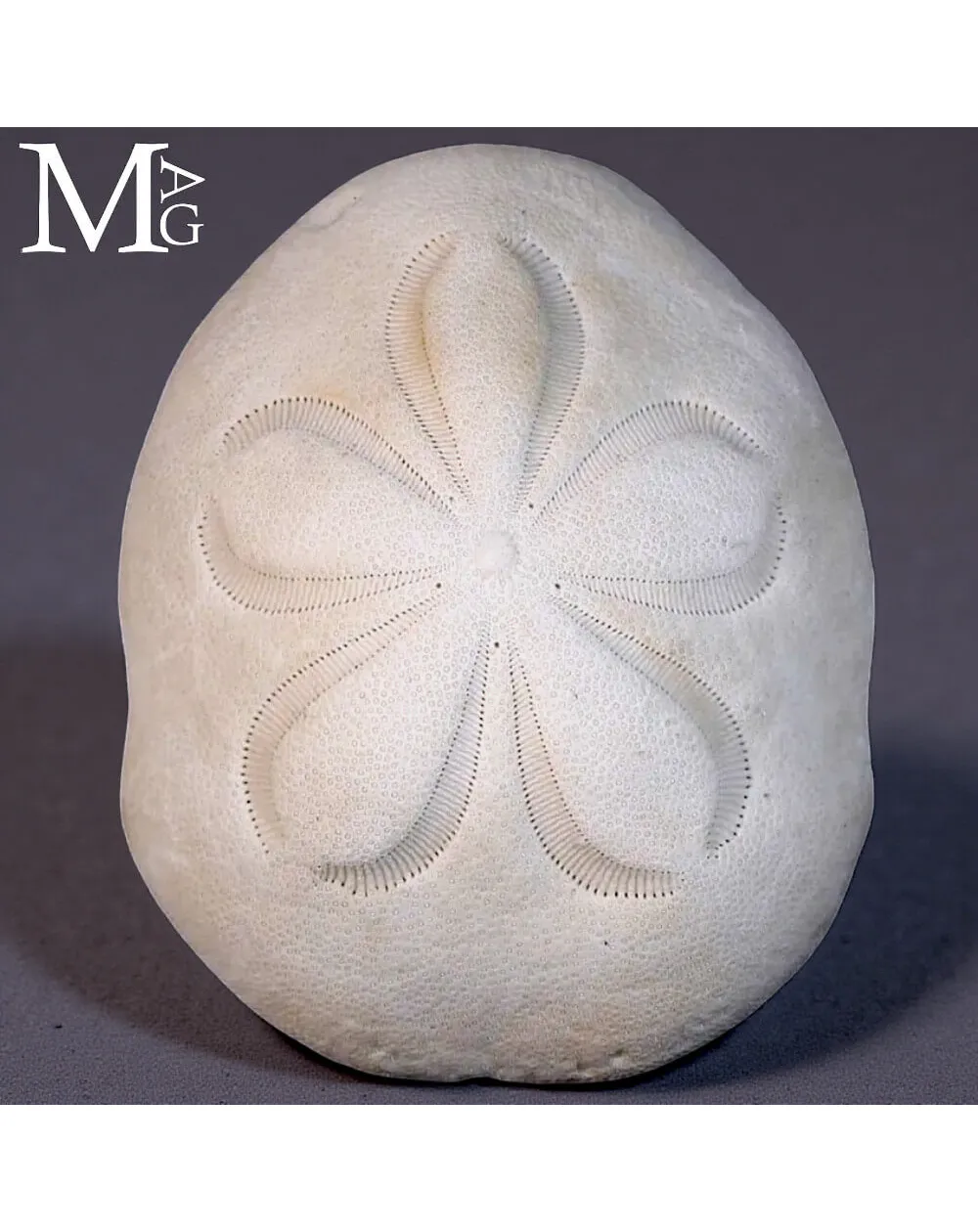 Clypeaster Rosaceus – Sea Biscuit - Sand Dollar