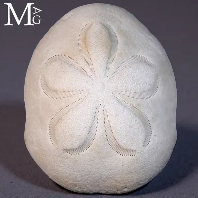 Clypeaster Rosaceus – Sea Biscuit - Sand Dollar