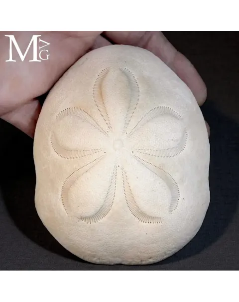 Clypeaster Rosaceus – Sea Biscuit - Sand Dollar
