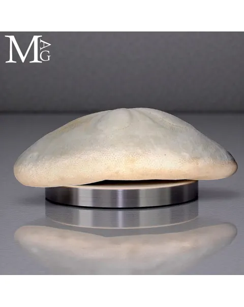 Clypeaster Rosaceus – Sea Biscuit - Sand Dollar
