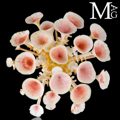 Goniocidaris Clypeata – Riccio marino abissale.