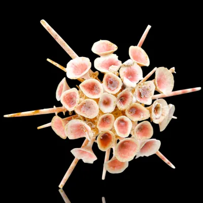 Esemplare raro da collezione – Goniocidaris Clypeata.