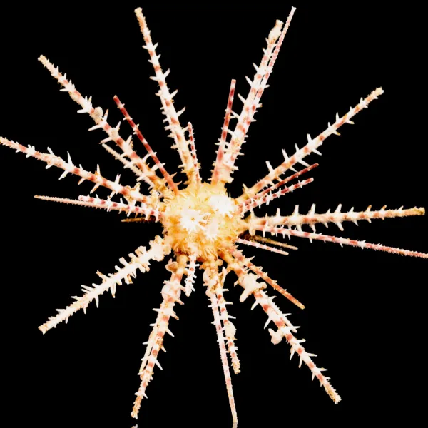 Esemplare raro – Goniocidaris Peltata
