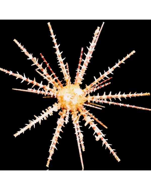 Esemplare raro – Goniocidaris Peltata