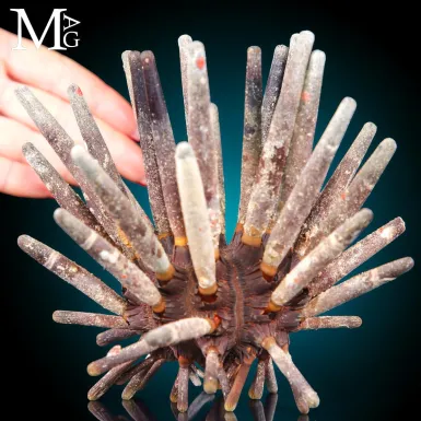 Phyllacanthus imperialis – Riccio Marino dell’...