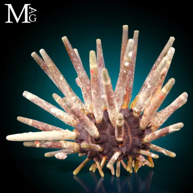 Phyllacanthus Imperialis – Anatomia di una Difes...