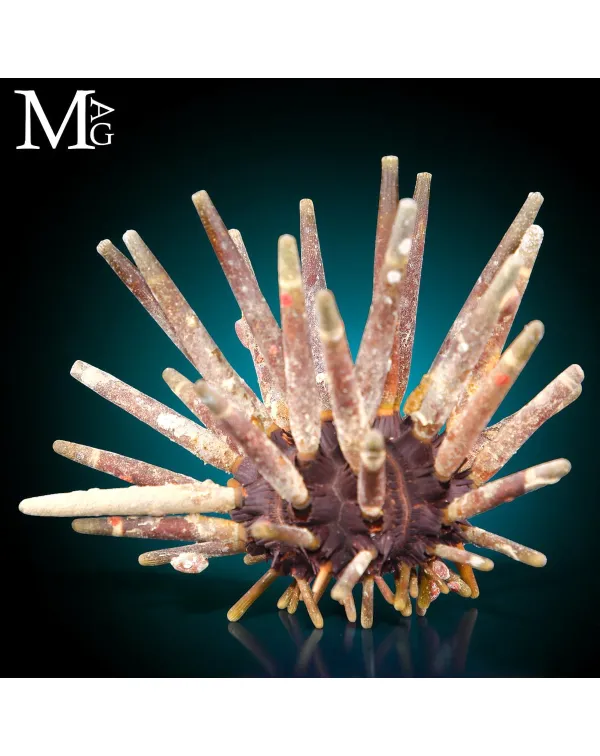 Phyllacanthus Imperialis – Anatomia di una Difes...