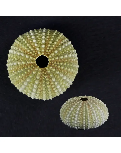 Paracentrotus Lividus