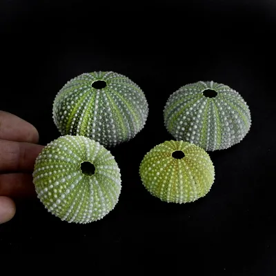 Paracentrotus Lividus