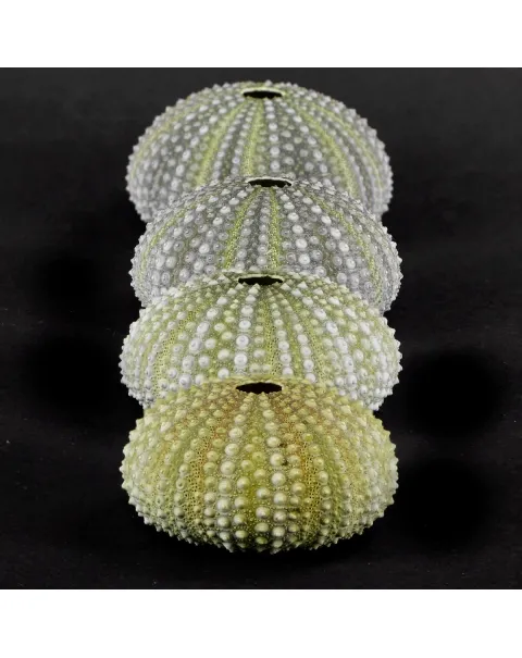 Paracentrotus Lividus
