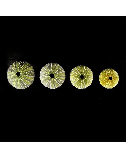 Paracentrotus Lividus