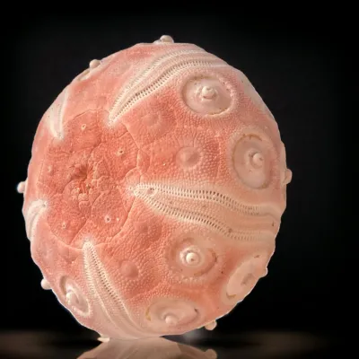 Esoscheletro di Stereocidaris grandis var. rubra