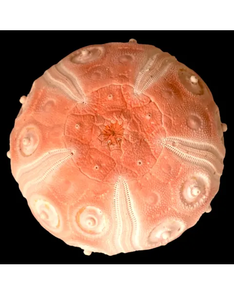 Esoscheletro di Stereocidaris grandis var. rubra