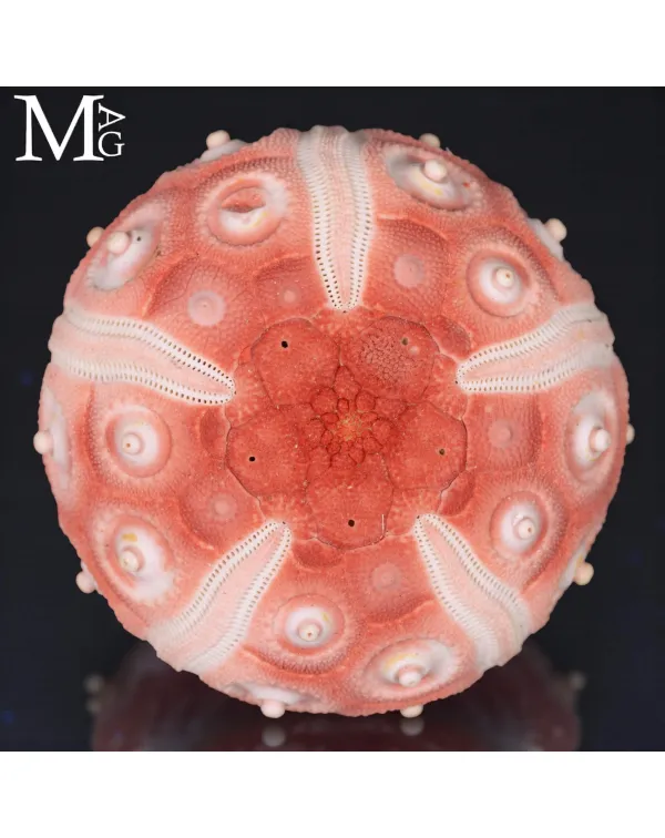 Stereocidaris Granularis Rubra