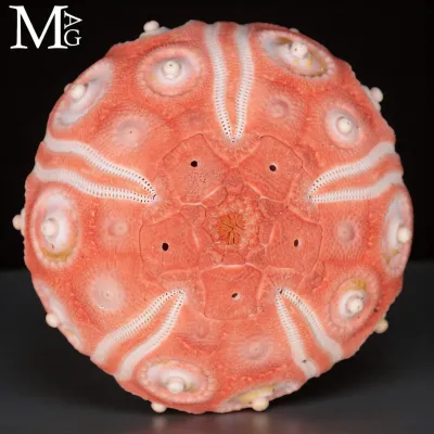 Stereocidaris Granularis Rubra