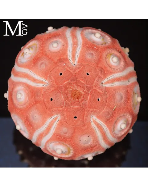 Stereocidaris Granularis Rubra