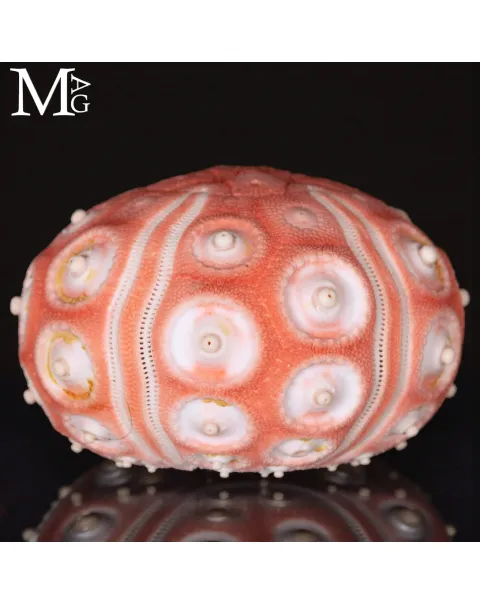 Stereocidaris Granularis Rubra
