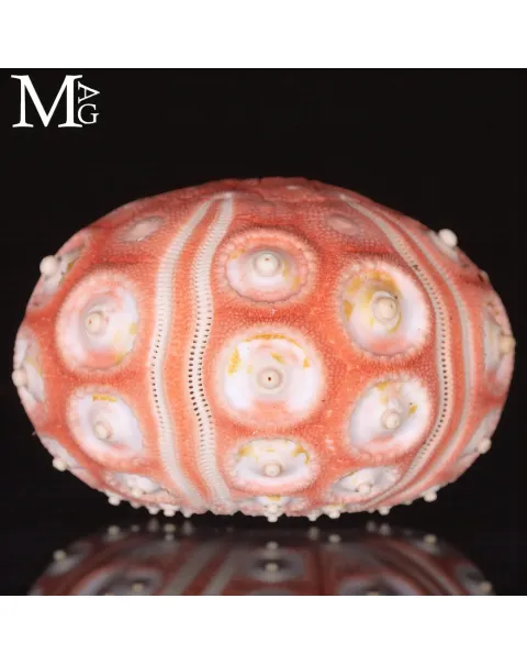Stereocidaris Granularis Rubra